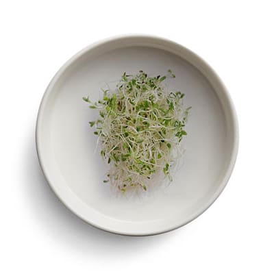 Alfalfa on a plate