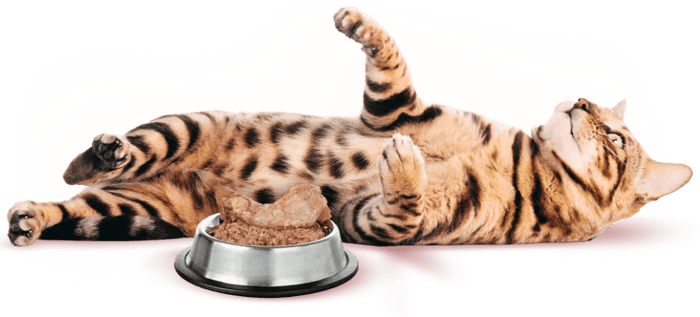 Primal bones & chews pet food cats image