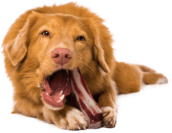 Primal bones & chews pet food dog image