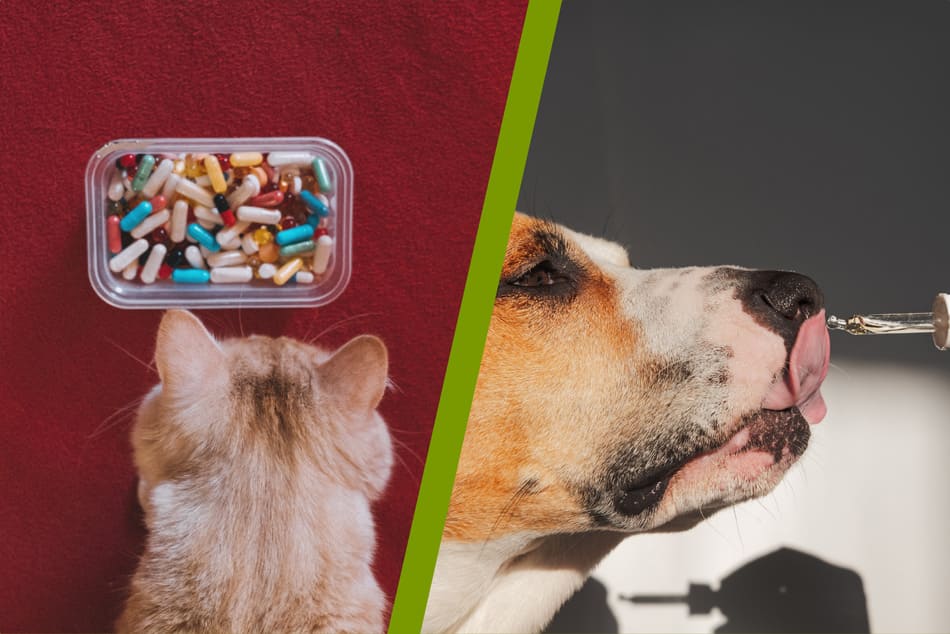 Supplements image of cat and dog