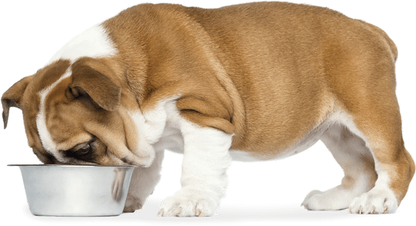 Dog eating primal pet food