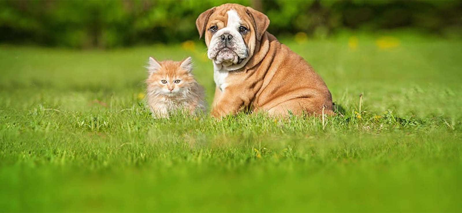 Farmina dog and cat header image