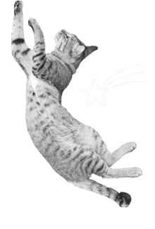 Energetic cat jumping