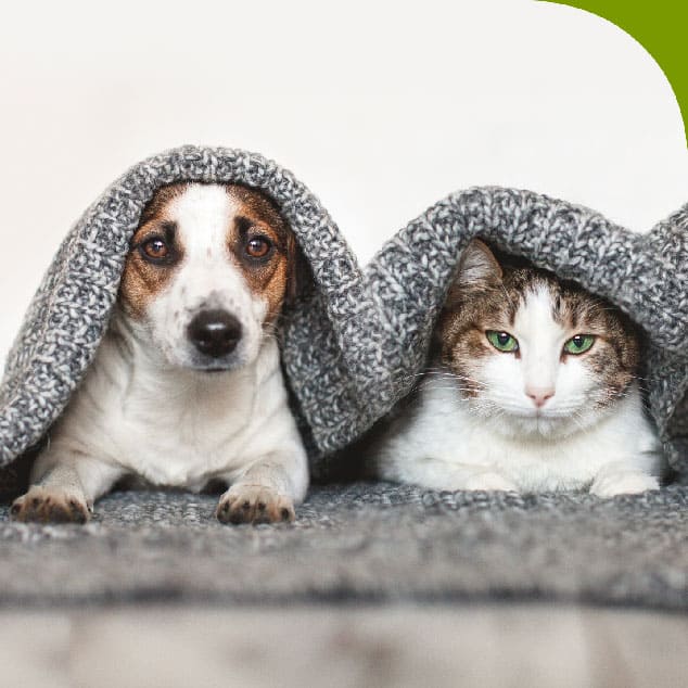 Supplements image of cat and dog