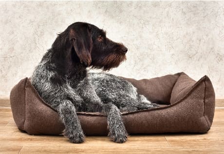 Dog on a pet bed