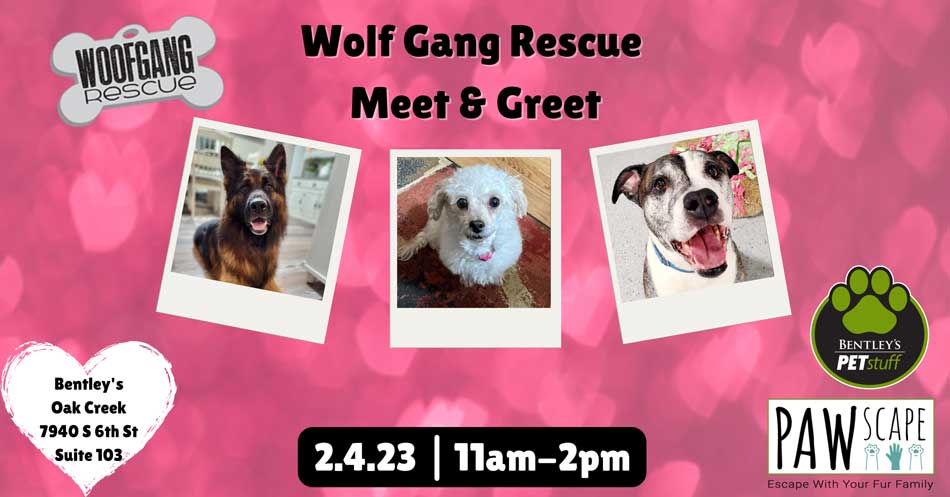 Wolf Gang Rescue Meet & Greet