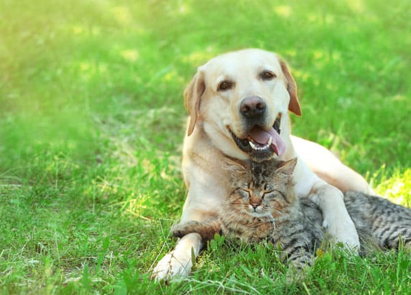 Dog and cat cuddling in backyard