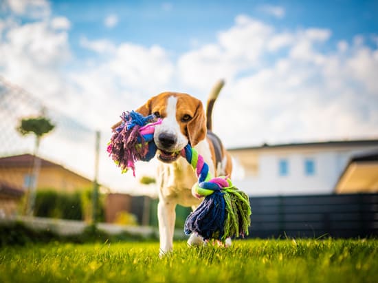 Dog playing in backyard