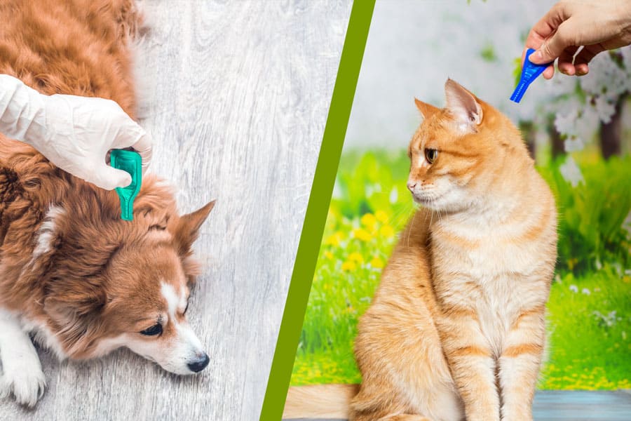 Supplements image of cat and dog