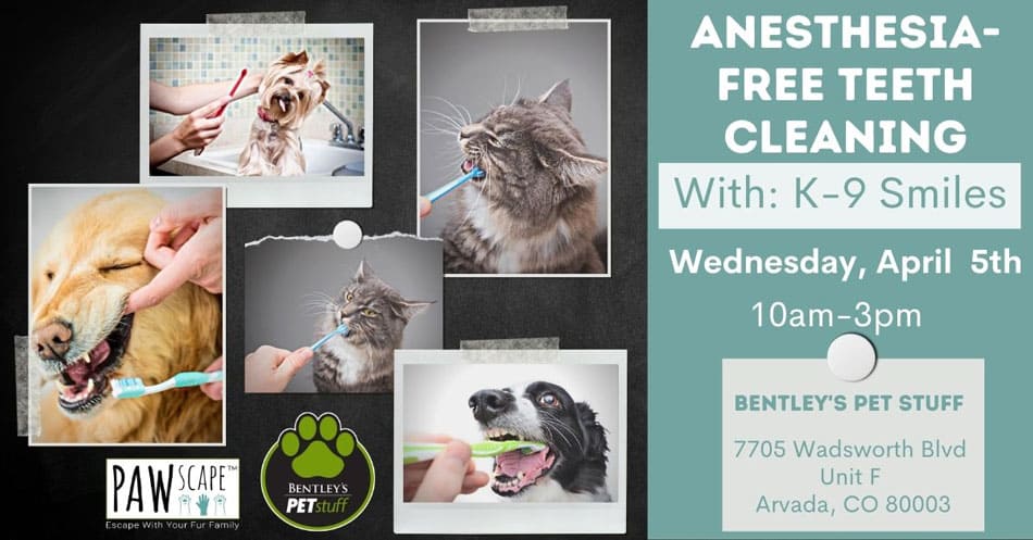 Anesthesia-Free Teeth Cleaning with K9 Smiles