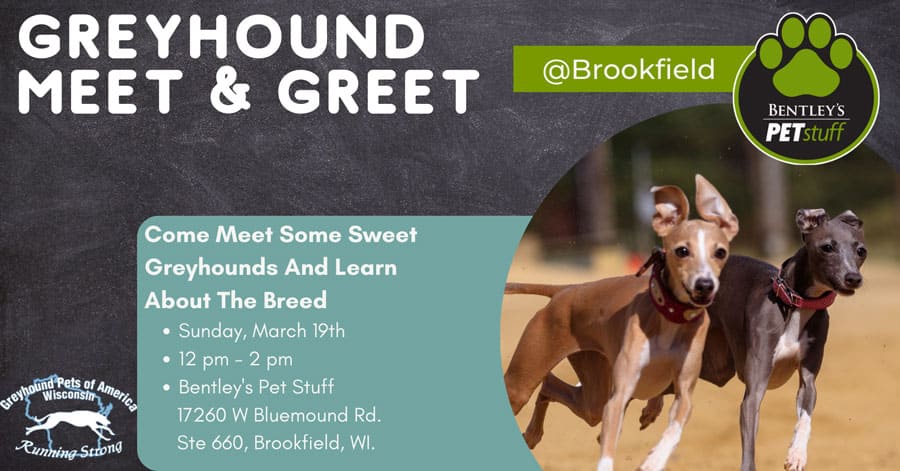Bentley's Meet & Greet with Greyhound Pets of America