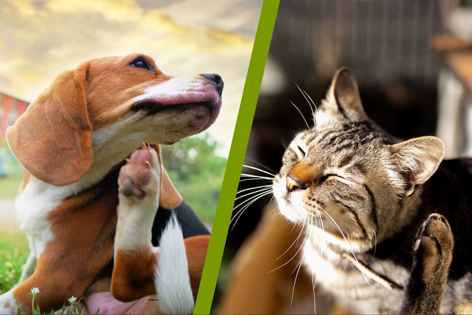 Supplements image of cat and dog