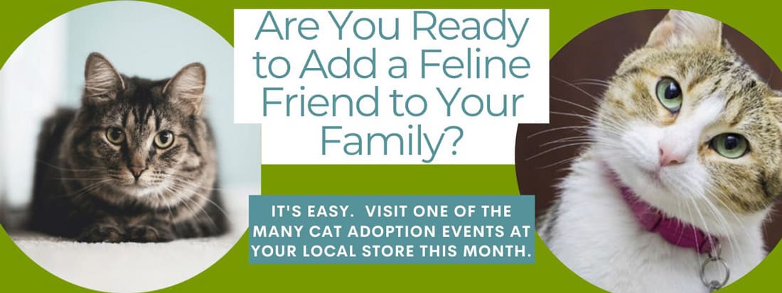 Picture of 2 kittens for adoption for june national adopt-a-cat month at bentley's