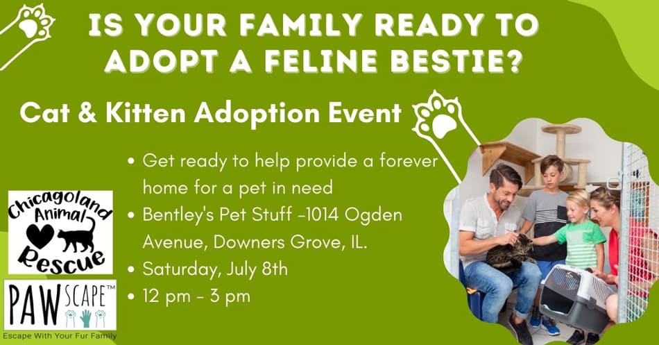 Cat and Kitten Adoption Event | July 8th, Downers Grove, IL.