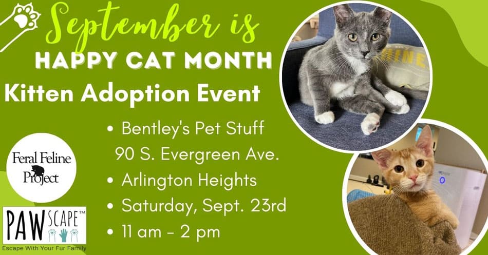 Kitten Adoption PAWscape™ Event | September 23rd, Arlington Heights, IL.