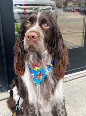 Groomed dog at Brookfield location