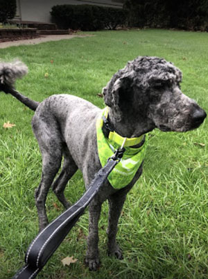 Groomed dog at Brookfield location