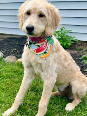 Groomed dog at Brookfield location