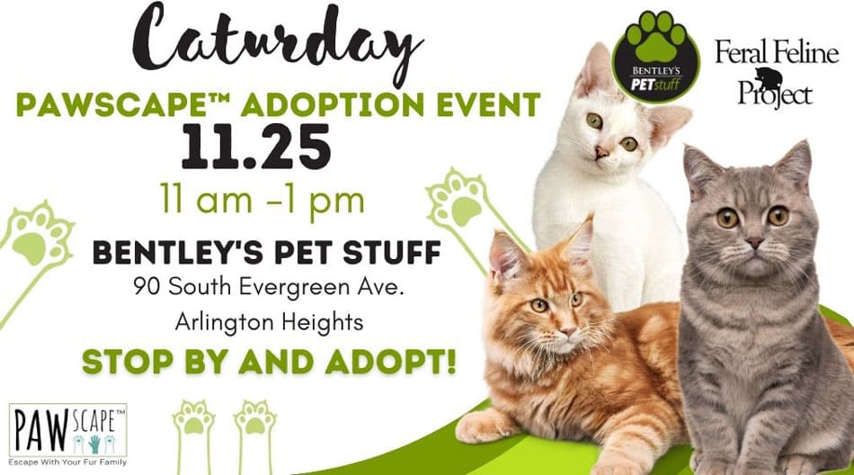 Kitten Adoption PAWscape™ Event | November 25th, Arlington Heights, IL.