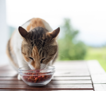 raw food for pets