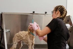 dog bath
