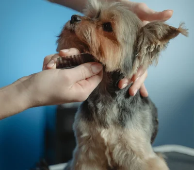mini groom, face, feet & tail
